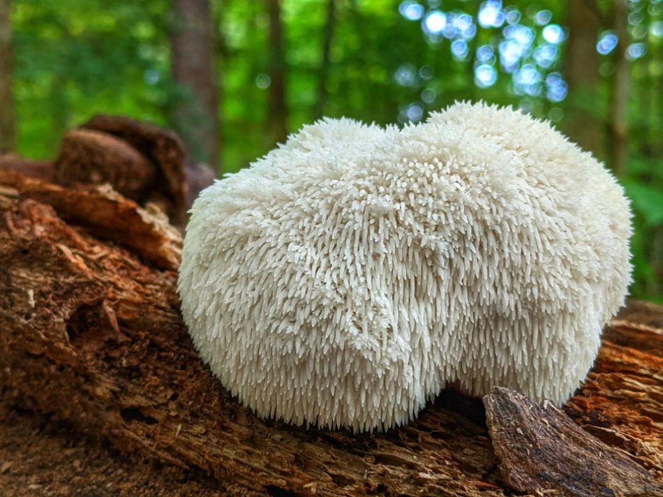 Le foreste dell’Hericium: un ecosistema di biodiversità